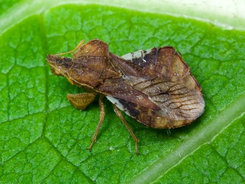 Phymata crassipes (Fabricius, 1775)